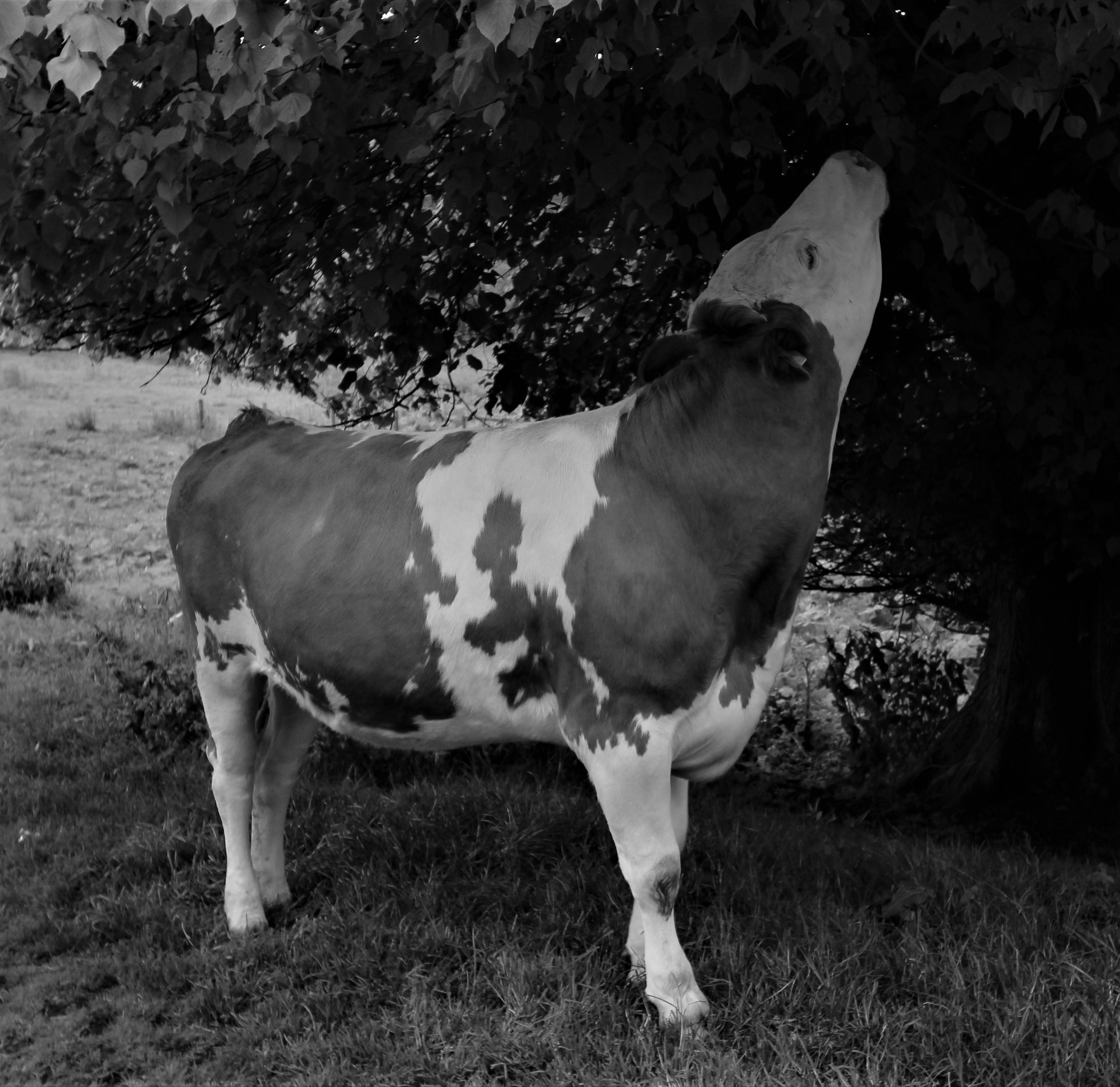 Assessing​ Borrower Behavior in a Digital-First Era