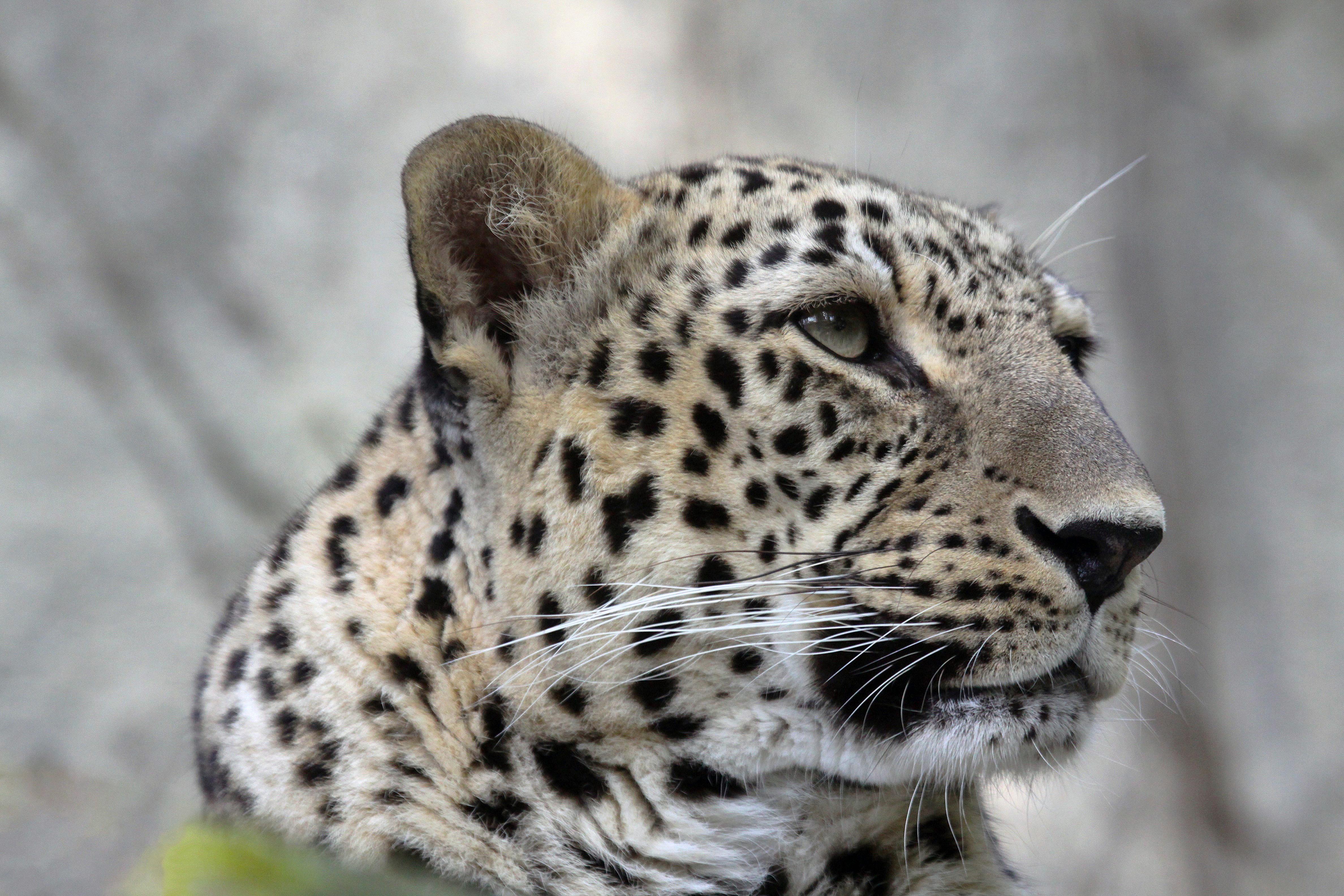 Crafting a Robust⁤ Predictive Model for Financial ⁢Security