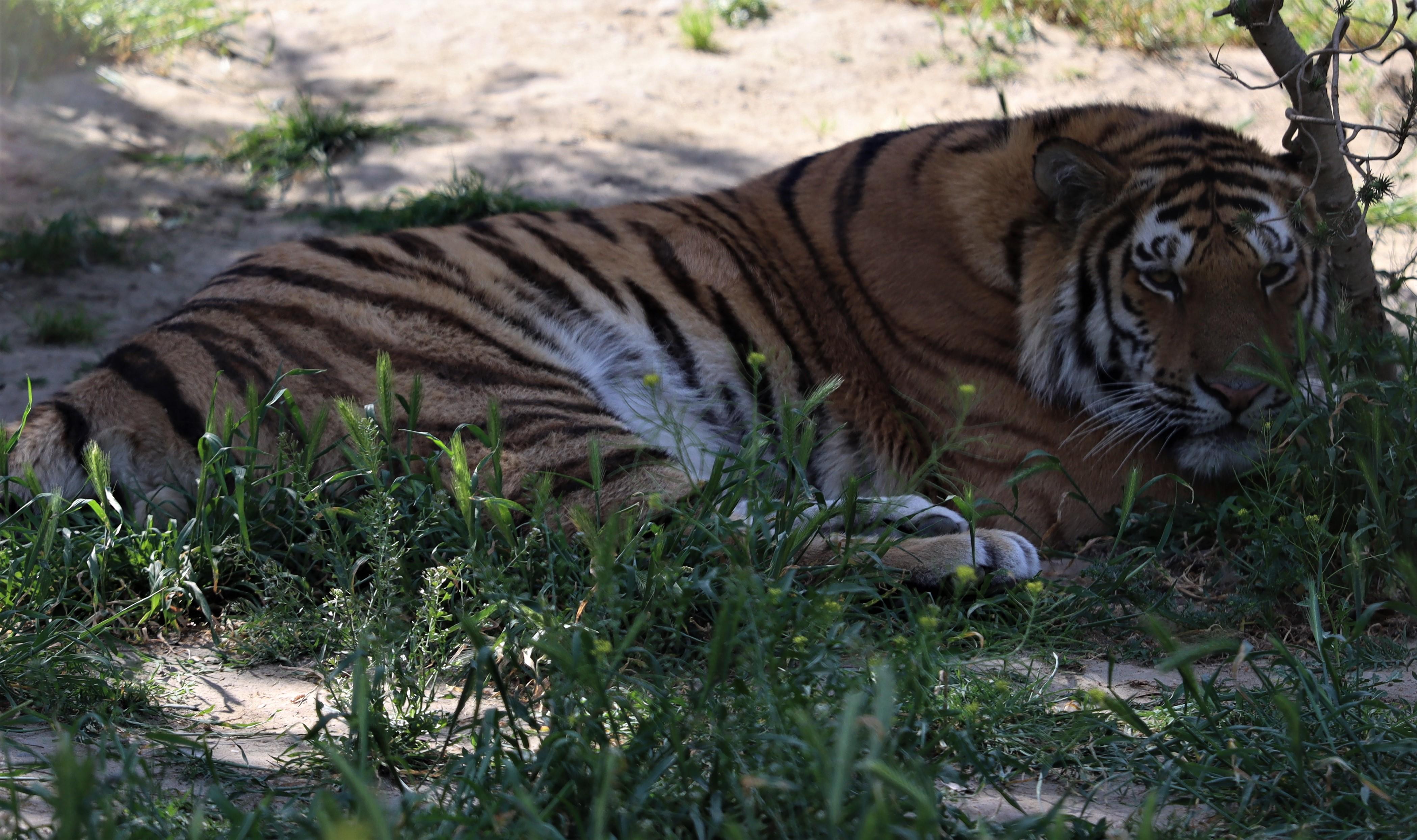 Implementing Robust Risk Mitigation Techniques